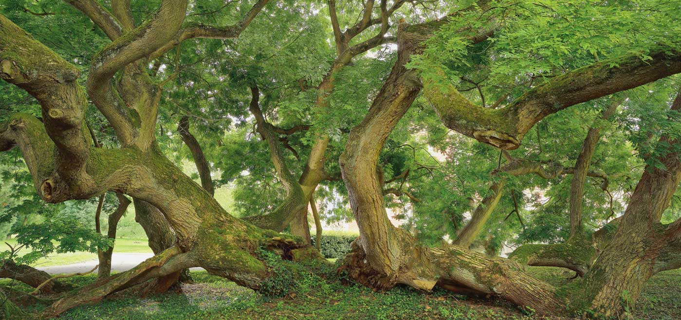 Les Arbres remarquables - Montry